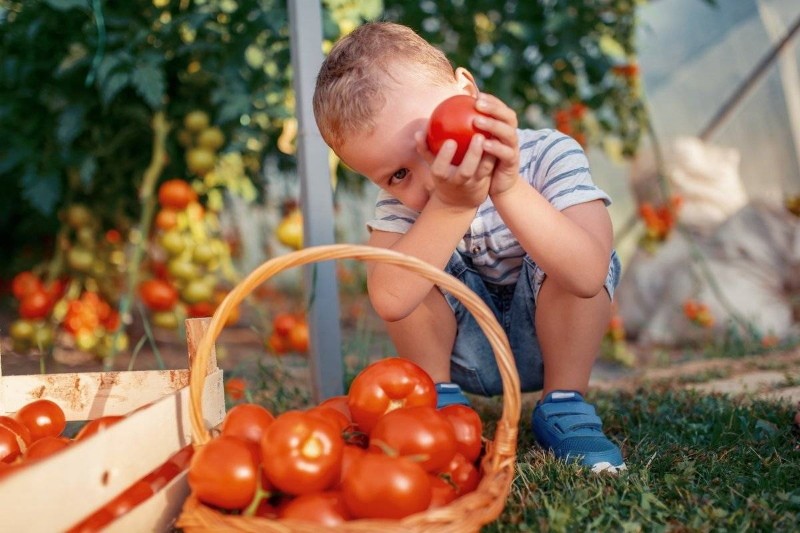 quelles tomates sont les meilleures à planter déterminantes ou indéterminées