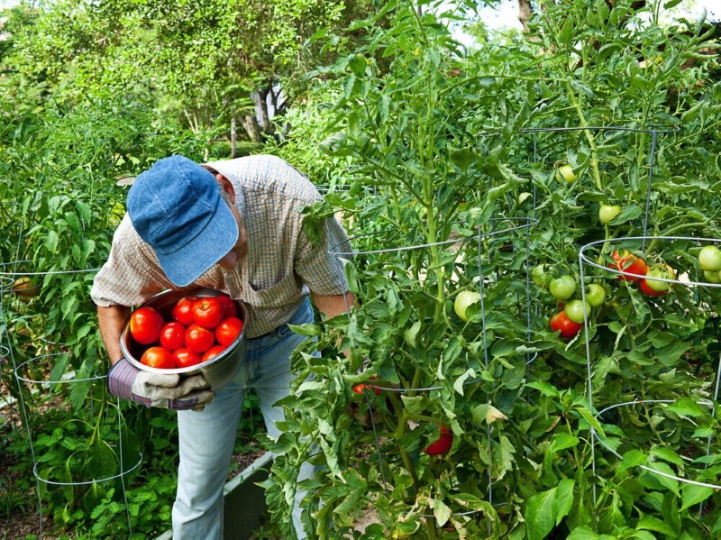 quelles tomates sont les meilleures déterminantes ou indéterminées