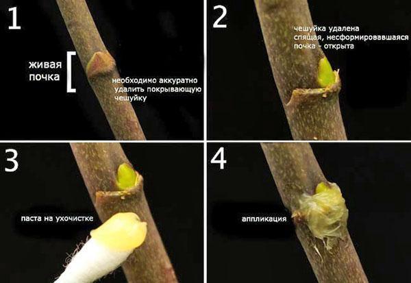 L'ordre d'application de la pâte de cytokinine