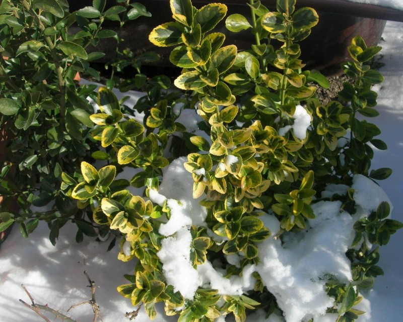 euonymus