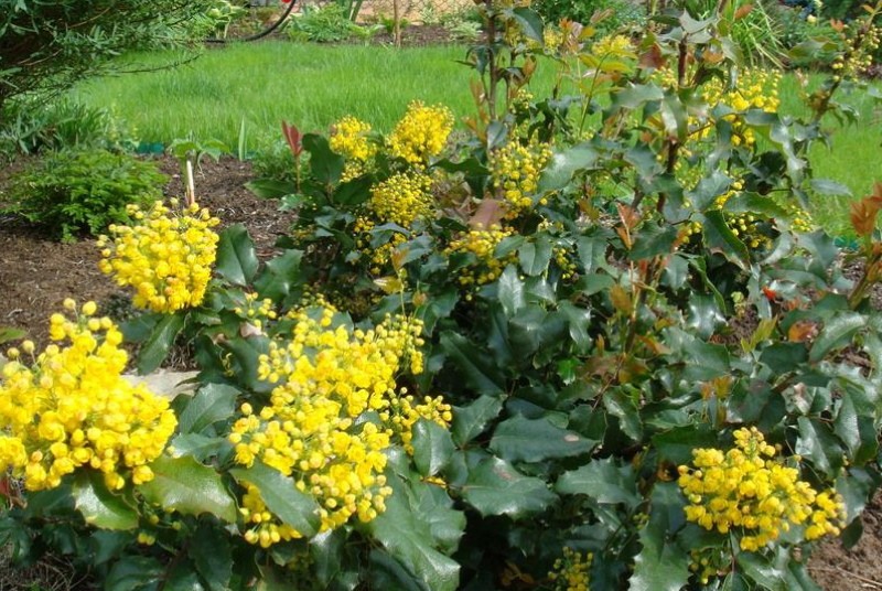 mahonia holly