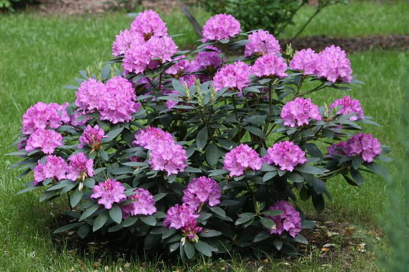 rododendro