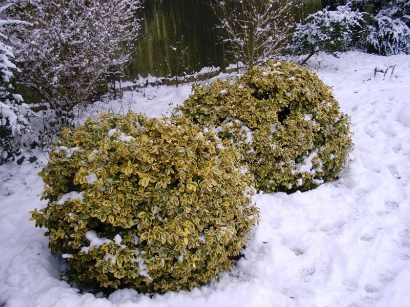 arbustos de hoja perenne