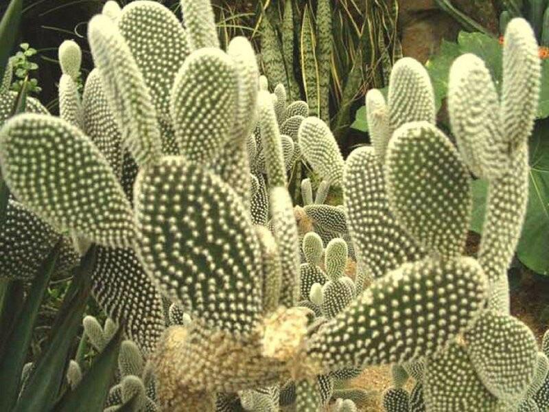 cactus de pera espinosa