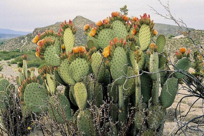 Cactus Pereskievye
