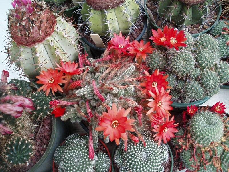 Cactus Mauhy