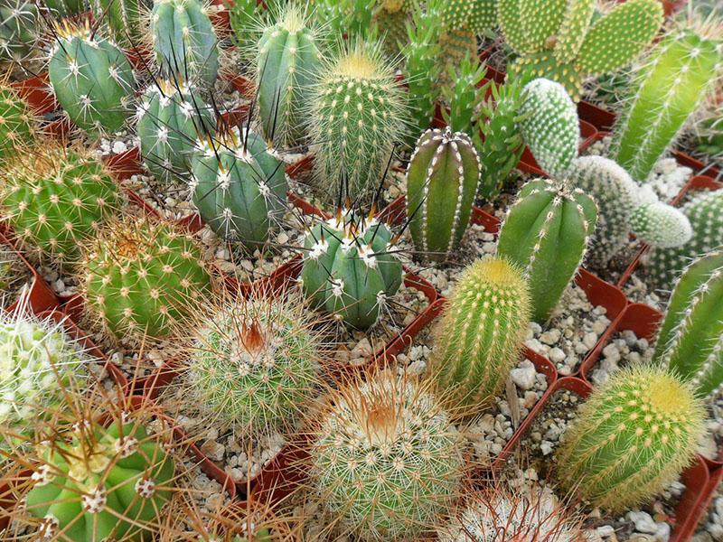 différents types et formes de cactus