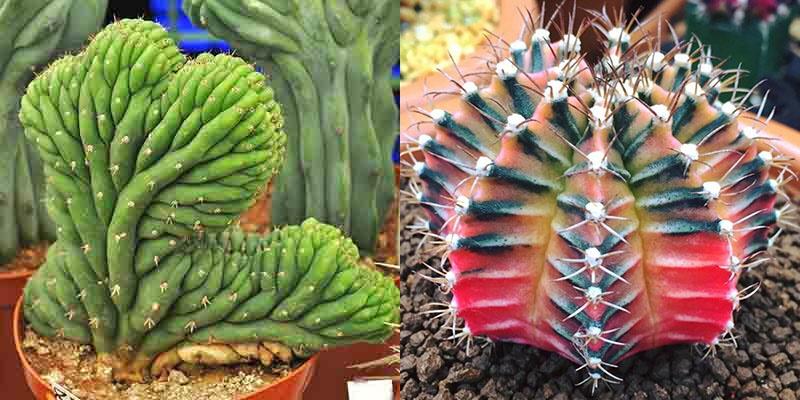 espèces rares de cactus