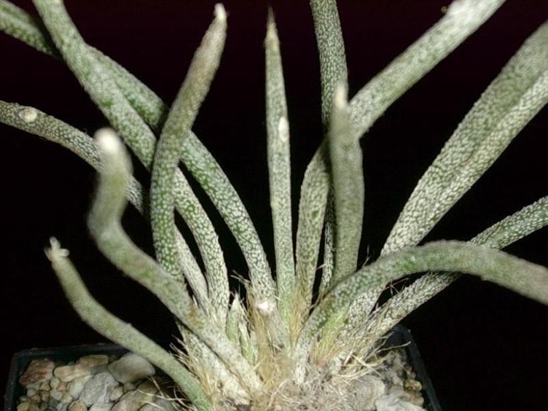 Tête de méduse (Astrophytum capyt-medusae)