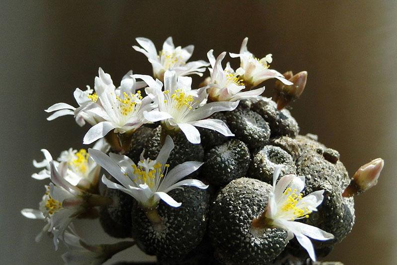 Enano Blossfeldia (Blossfeldia Liliputana)