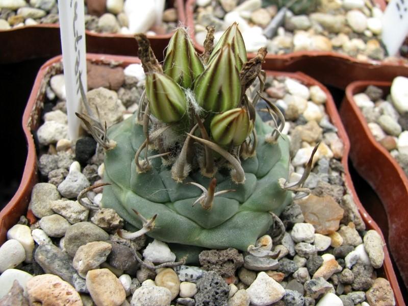 Turbinicarpus souterrain (Turbinicarpus subterraneus)