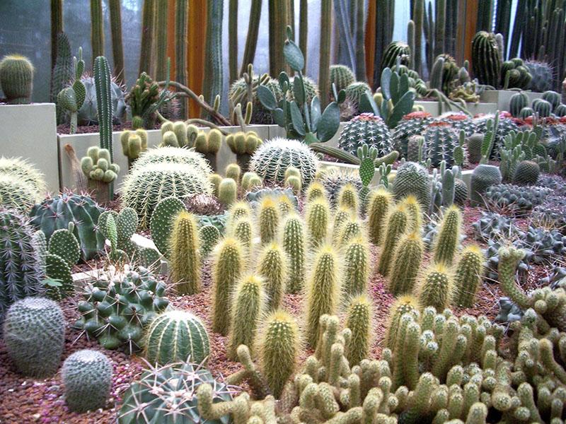 sortes de cactus