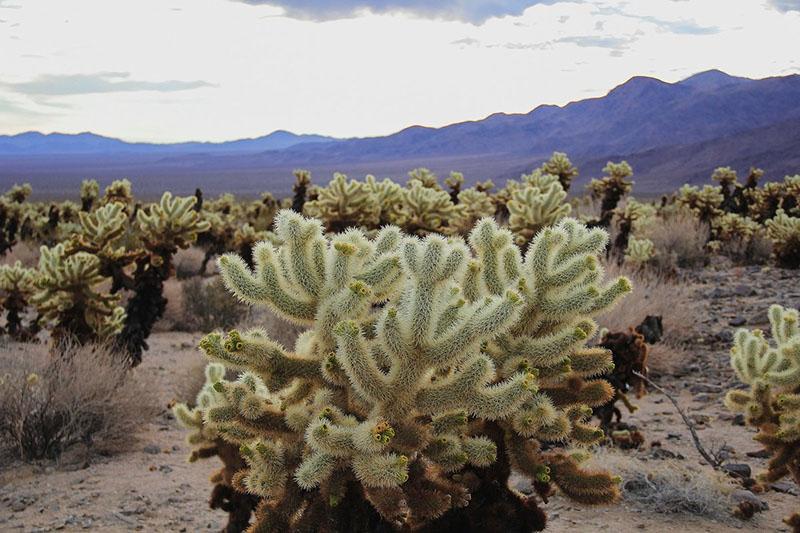 especies de cactus del desierto