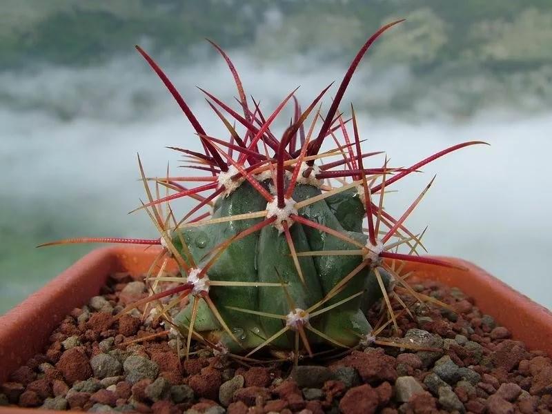 ferocactus