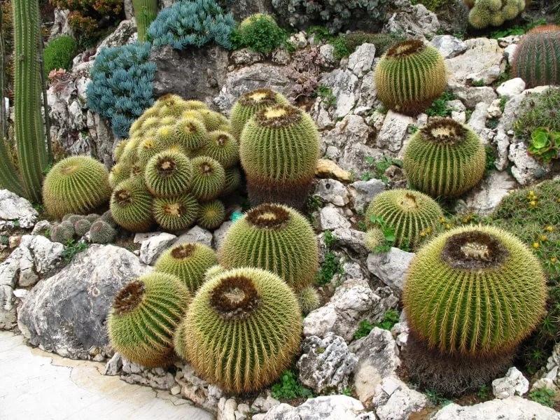 échinocactus gruzoni