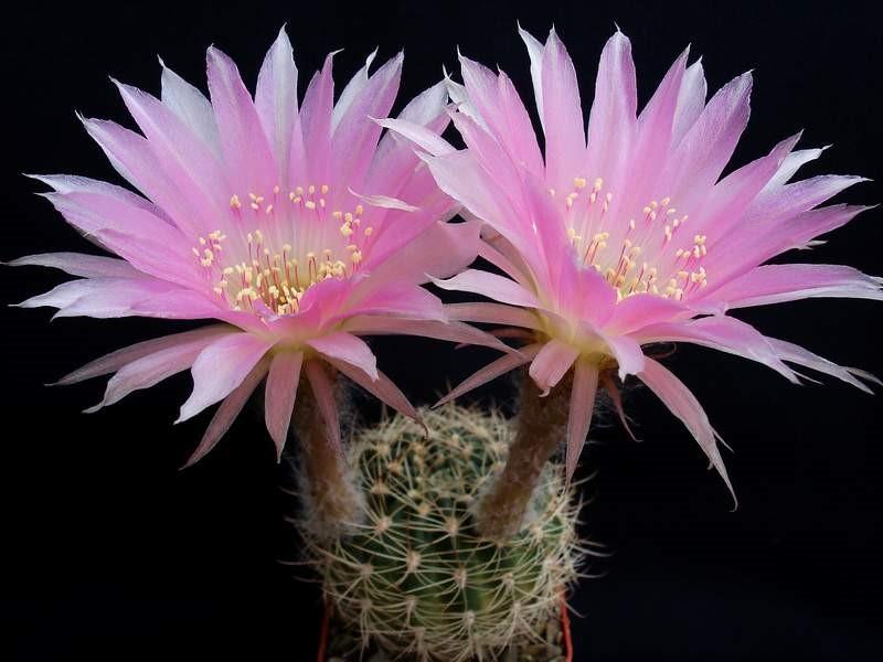 Representante de Echinopsis