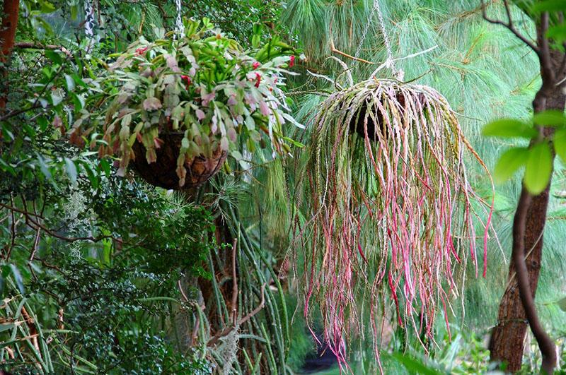 espèces de cactus forestiers