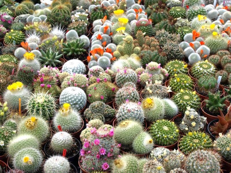 espèces de cactus répandues en Europe