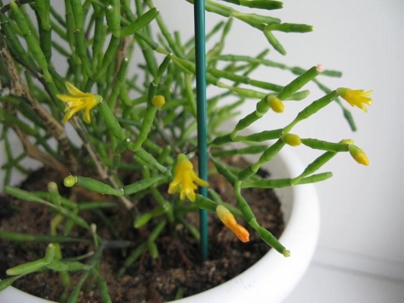 succulentes hathiora