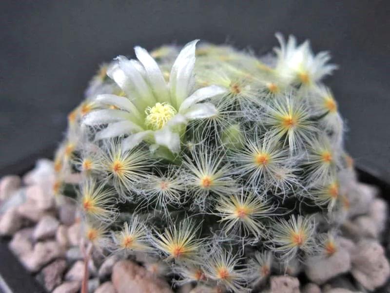 Mammillaria