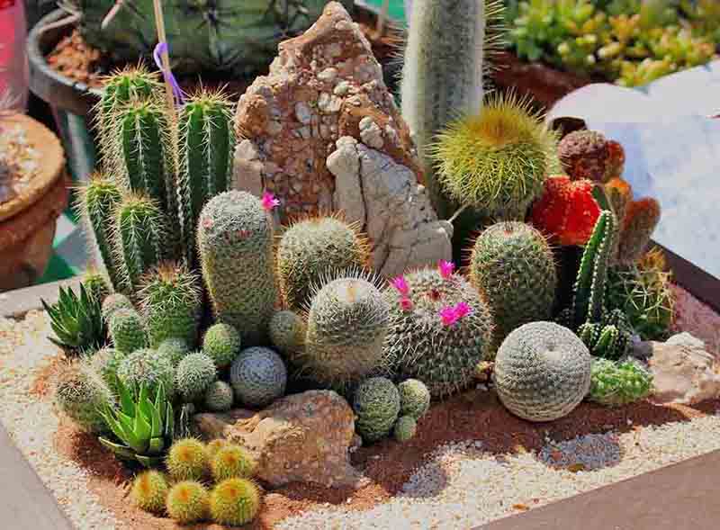 différents types de cactus