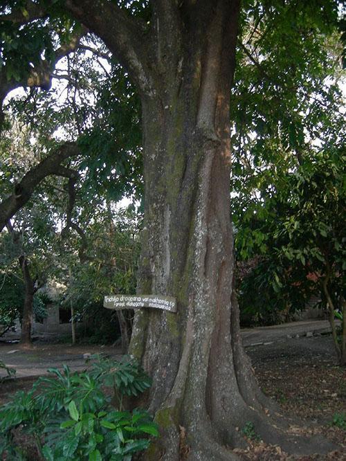 arbre unique