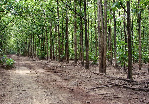 plantation de teck