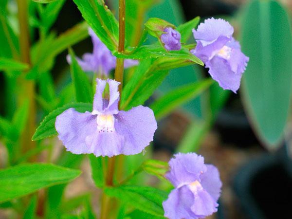 enorme mimulus