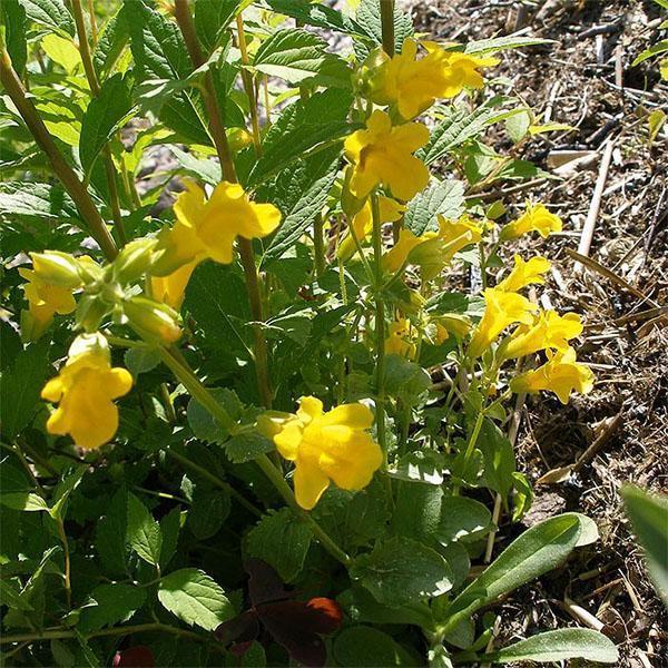 mimulus en un macizo de flores de campo