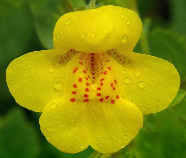 Mimulus guttatus (moteado)