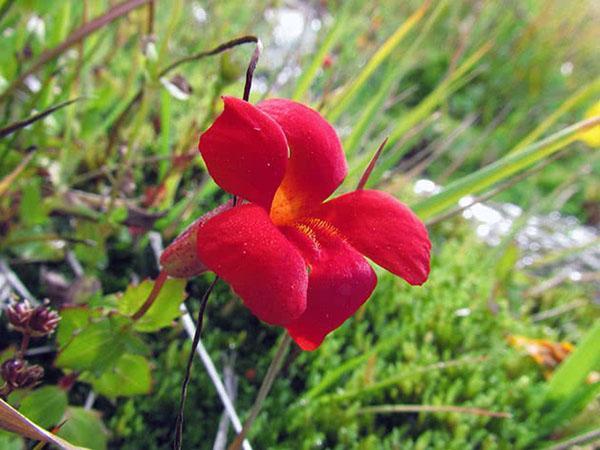 Mimulus rojo (violeta)