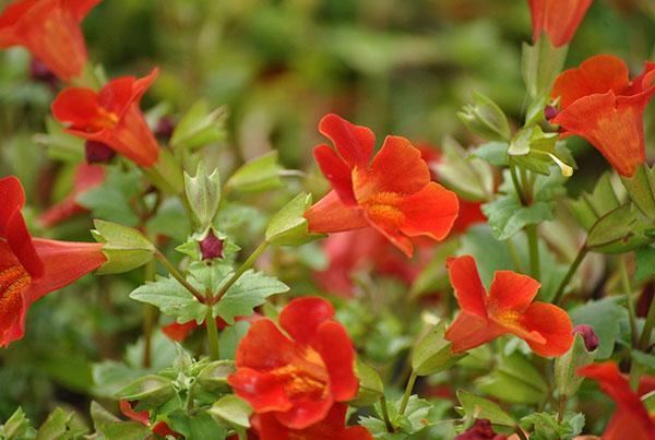 Mimulus rouge cuivré