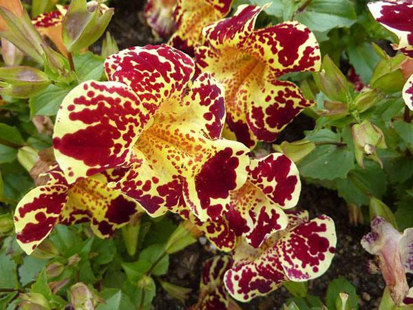 Mimulus híbrido