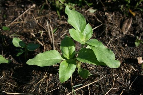 engrais lors du semis de tournesol