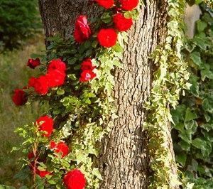 fleur autour de l'arbre