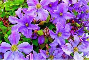 flor