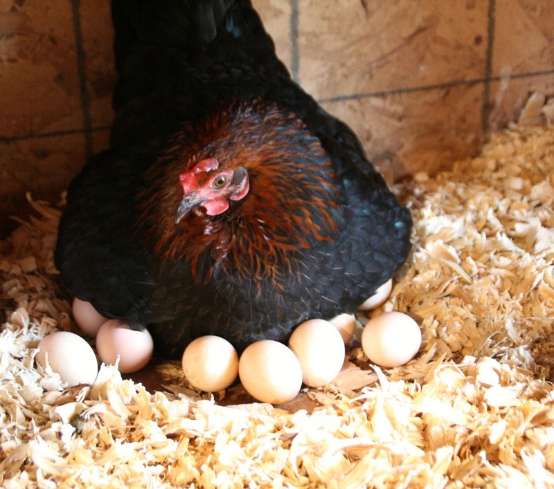 que huevos poner debajo de la gallina