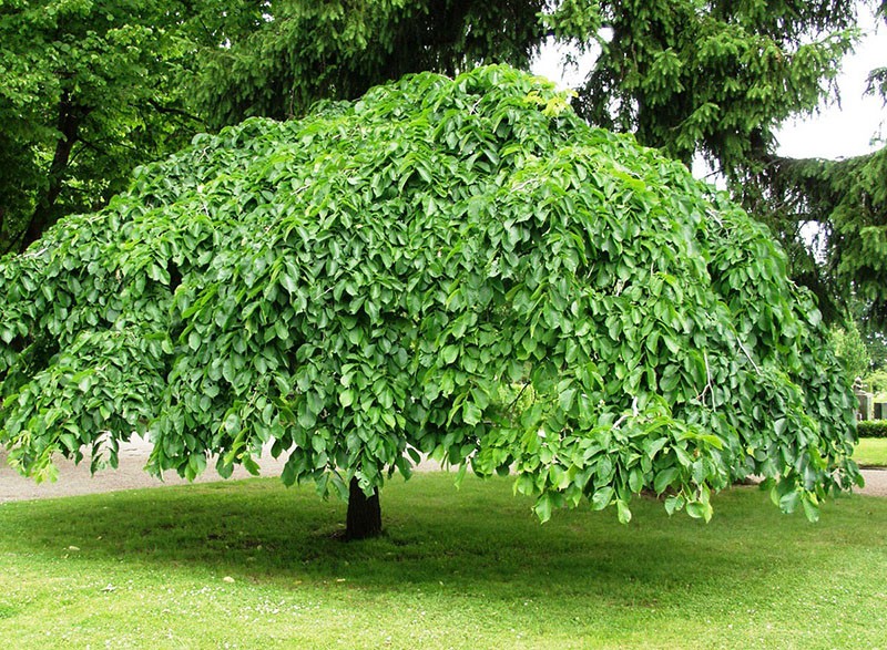 péndula de olmo áspero