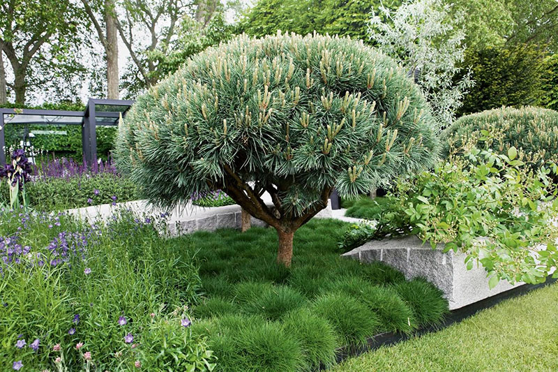 árboles ornamentales enanos para el jardín