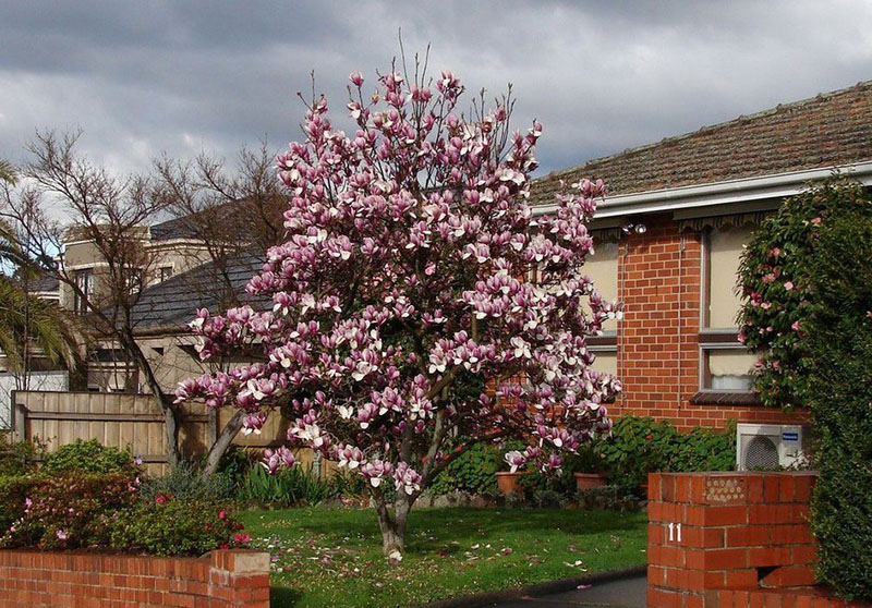 flores de magnolia