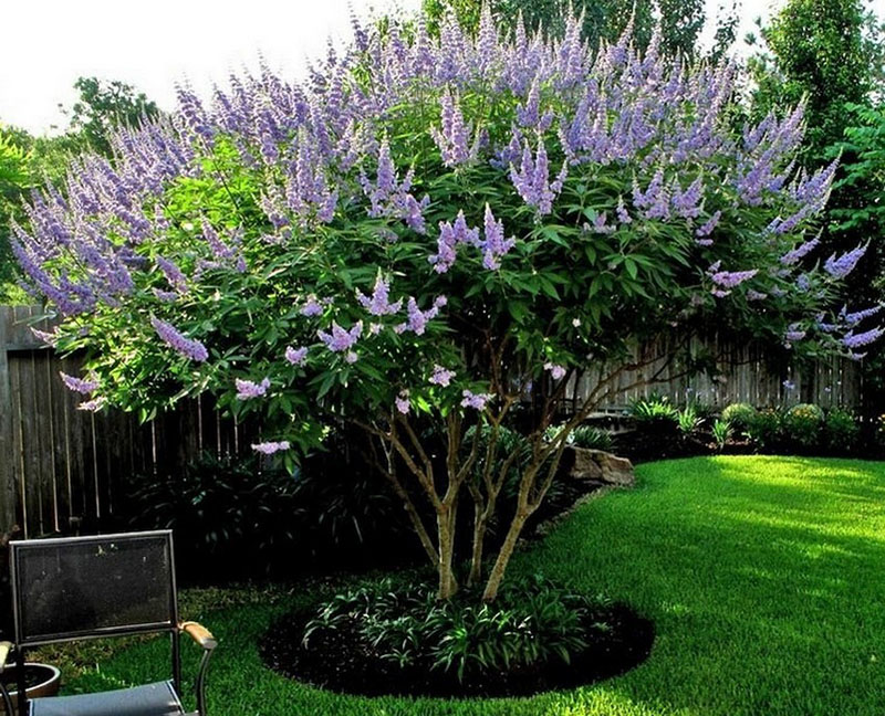 Vitex sagrado