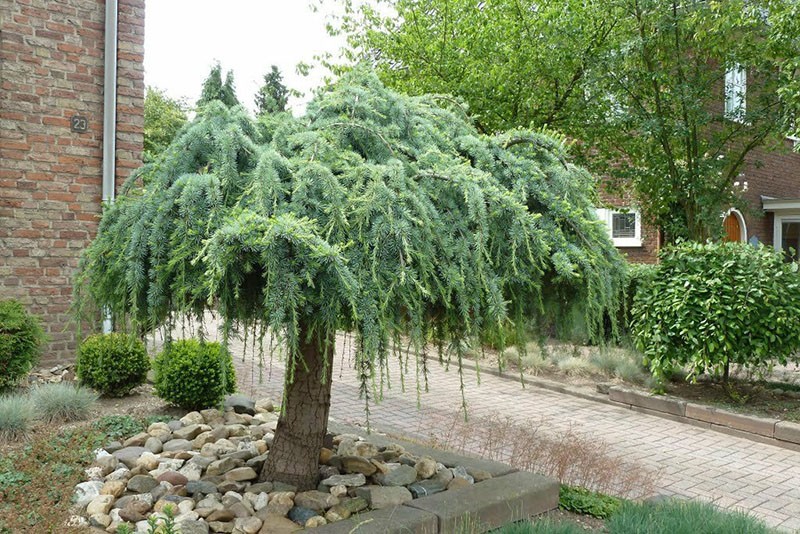 espécimen de árbol decorativo