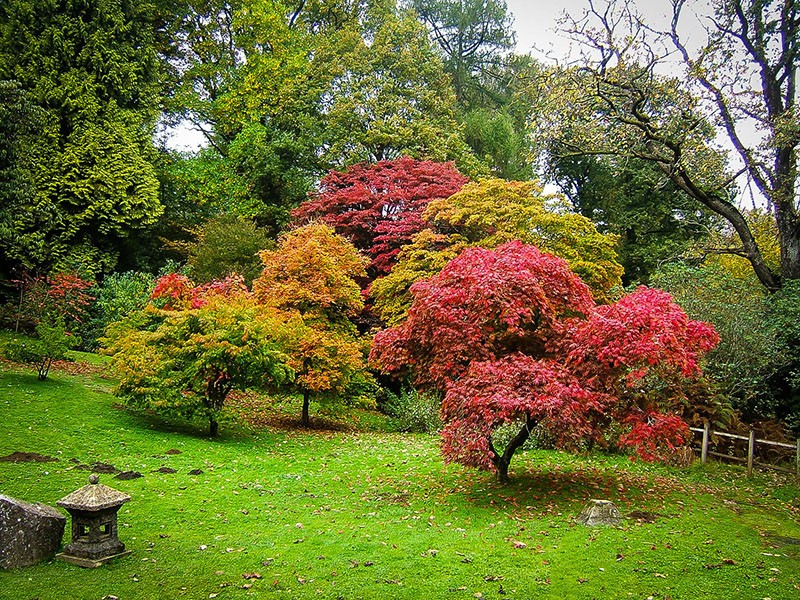 árboles ornamentales bajos para el jardín