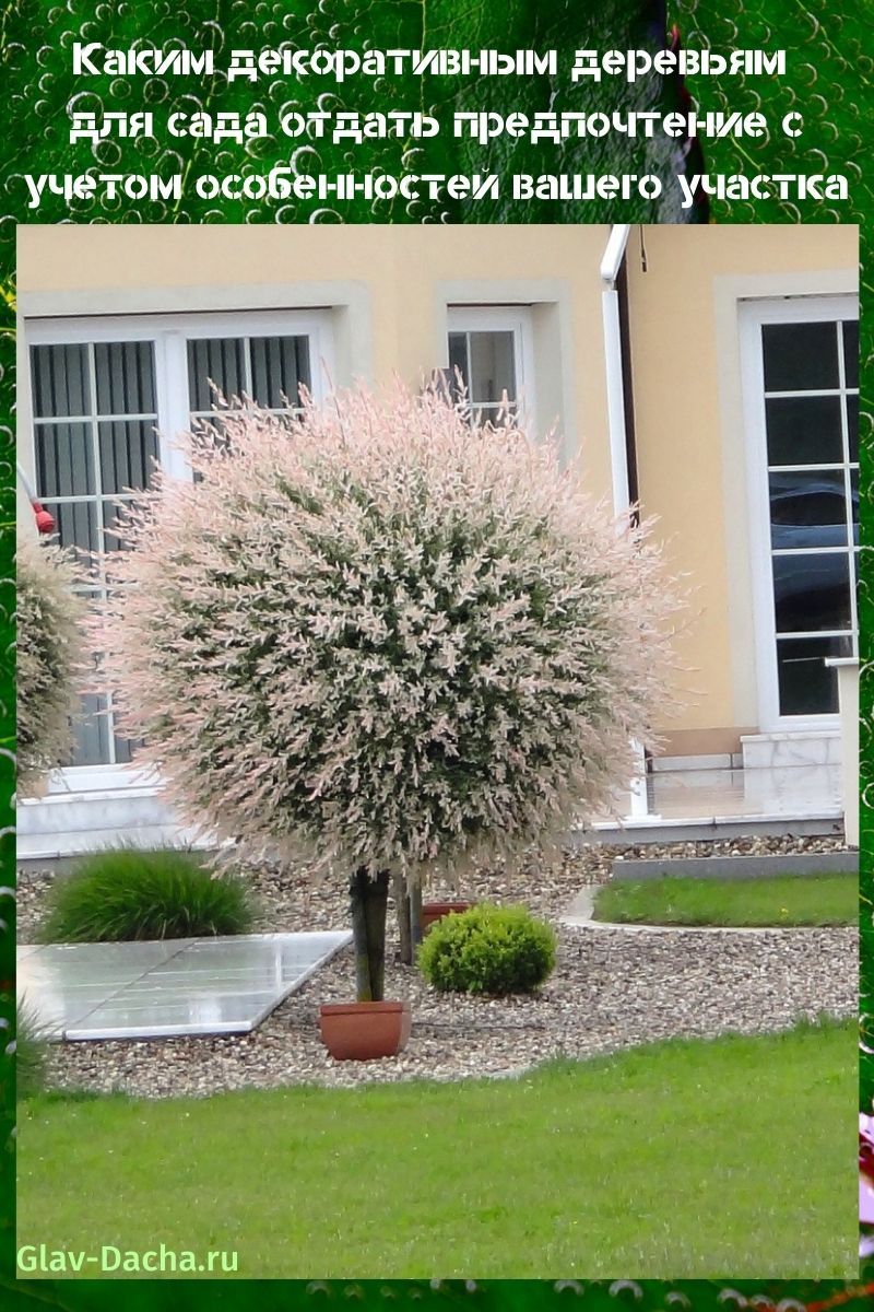 árboles decorativos para el jardín