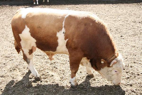 engraisser un taureau pour la viande