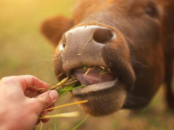 nourrir le taureau