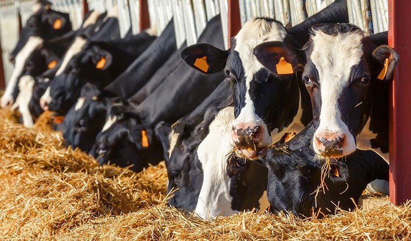 ration de vache