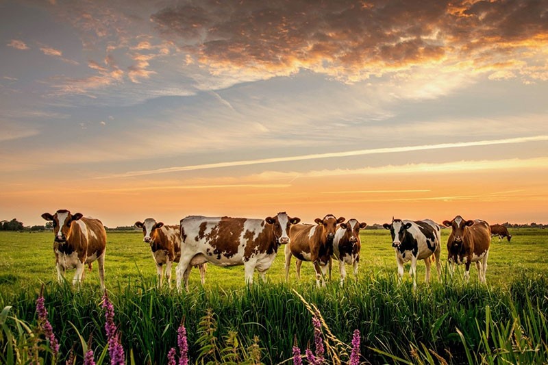vaches laitières au pâturage