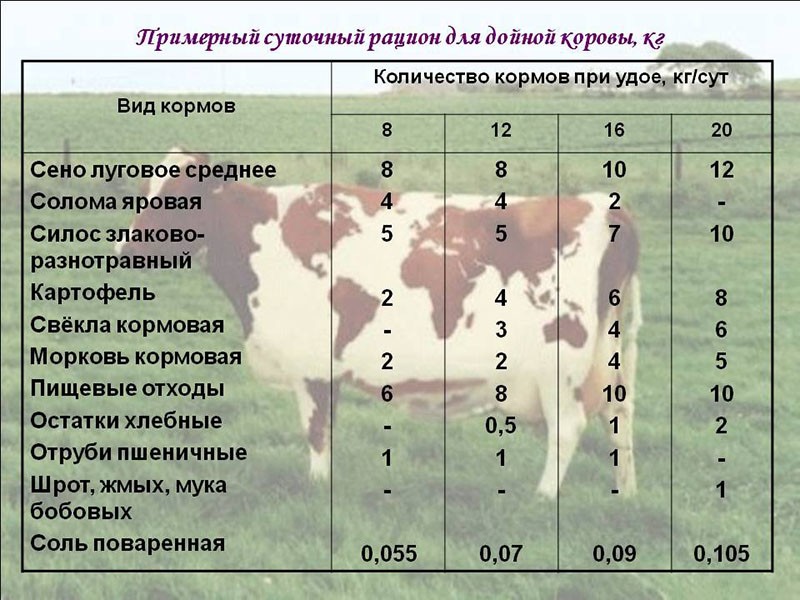 ración diaria con producción de leche de 8 a 20 litros