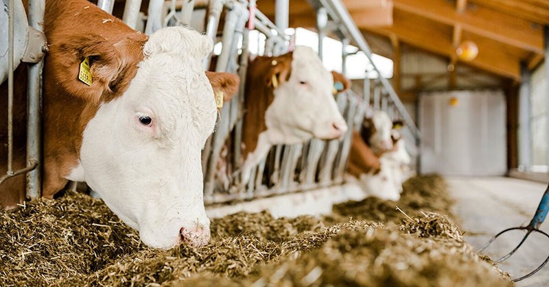 aliment nutritif pour vaches laitières
